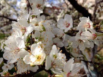 Close-up of white flowers