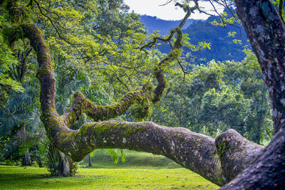 Trees growing in forest