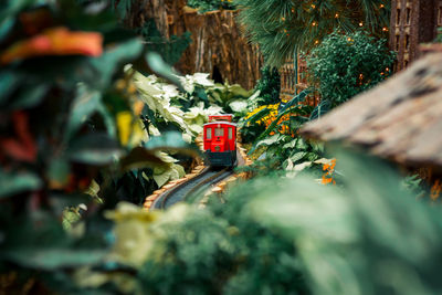 Small red model train in a horticultural holiday display