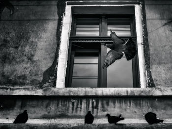 Low angle view of bird flying over building