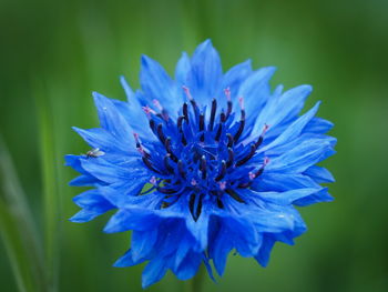Close-up of purple blue flower