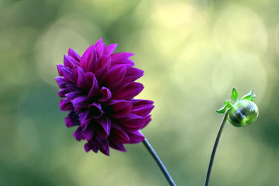 Close-up of purple flowering plant