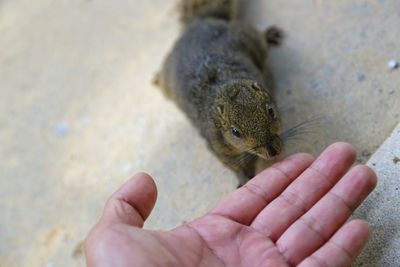 Close-up of person holding hand