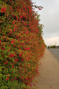 Red flowering plants by road against sky during autumn