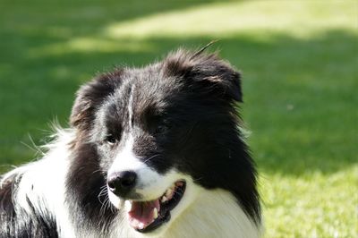 Close-up of dog looking away