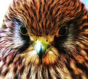 Close-up portrait of owl