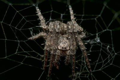 Close-up of spider on web