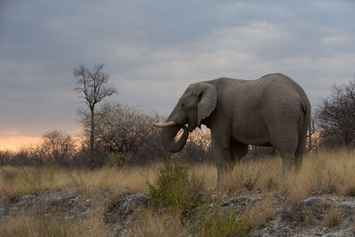 Side view of elephant on field against sky