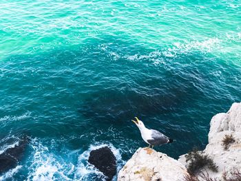 High angle view of seagull on rock