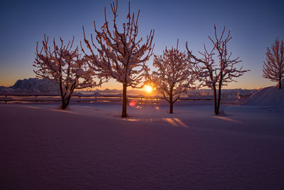 Bare trees on snow covered field against sky during sunset