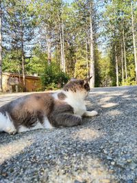 Cat lying down on road