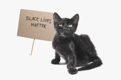 Portrait of black cat against white background