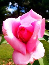 Close-up of pink rose