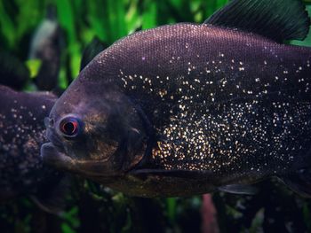 Close-up of fish underwater