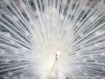 Beautiful view of a peacock