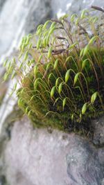 Close-up of fresh green plants