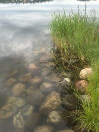Close-up of fresh green plants in water