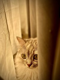 Close-up portrait of cat at home