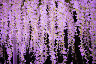 Full frame shot of purple flowering plants