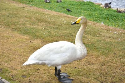 White duck on field