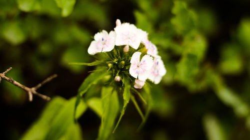 Close-up of flowers blooming outdoors