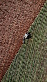 High angle view of crops on field