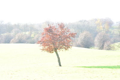 Close-up of tree against red sky