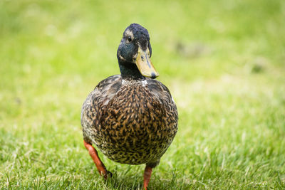 Close-up of a bird on grass