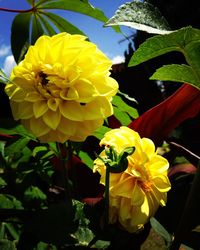 Close-up of yellow flower