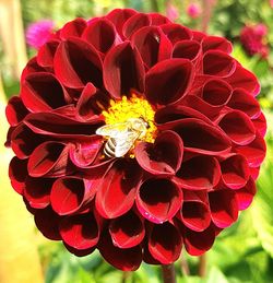 Close-up of red flower