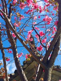 Low angle view of pink tree against sky