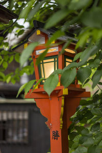 Close-up of plant against building