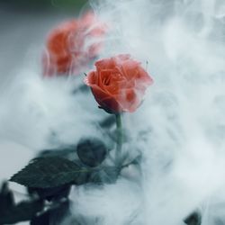 Close-up of rose amidst smoke