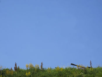 Grass with sky in background