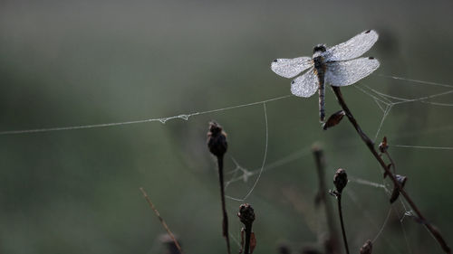 Misty dragonfly on a plant in autumn