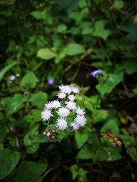 Close-up of flowers