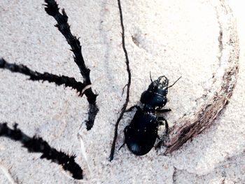 Close-up of insect