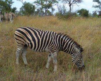 Zebras in a field