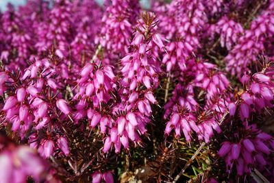 Close-up of pink flowering plants