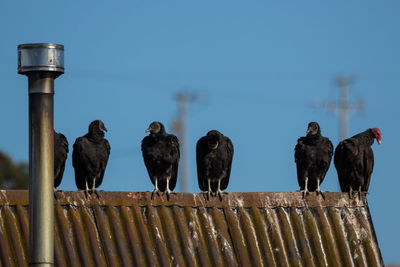 Pigeons perching on wood against sky