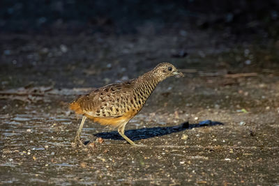 Close-up of bird