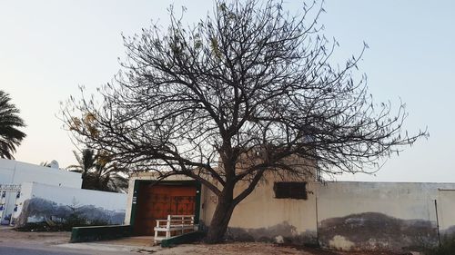 Bare tree against clear sky