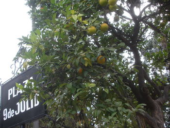 Low angle view of trees