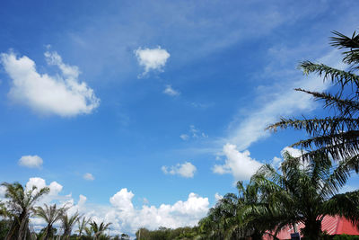 Low angle view of palm trees against blue sky