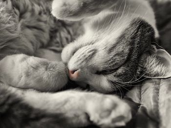 Close-up of cat sleeping