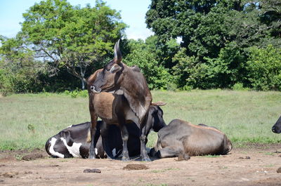 Horses in a field