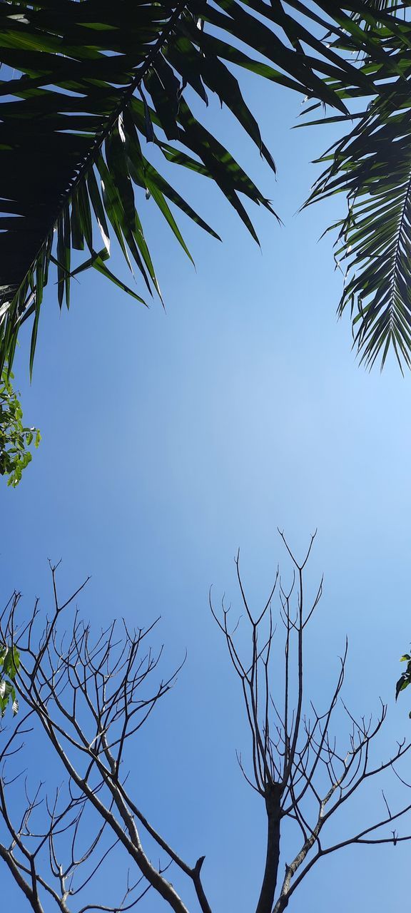 LOW ANGLE VIEW OF PALM TREES AGAINST BLUE SKY