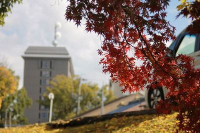 Trees by building against sky during autumn