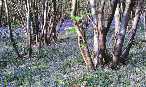 Plants growing in forest