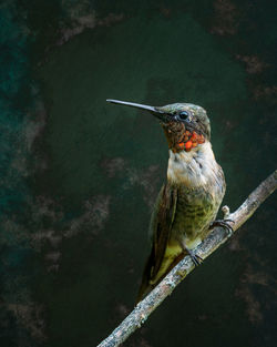 Close-up of bird perching on branch